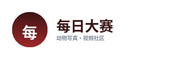 每日大赛